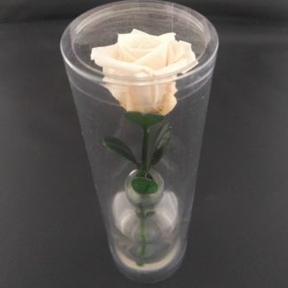 rosa preservada condolencias