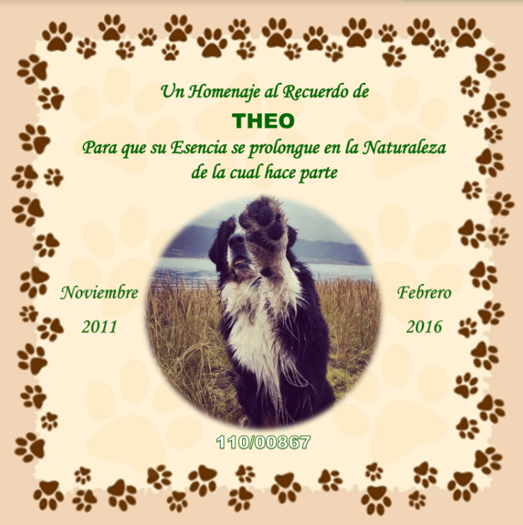 Siembra de cenizas de mascotas - Image 3